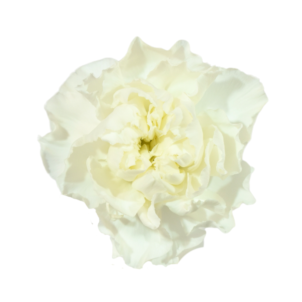 Carnation Polar Route — wholesale