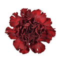 Carnation Velvet Red — wholesale