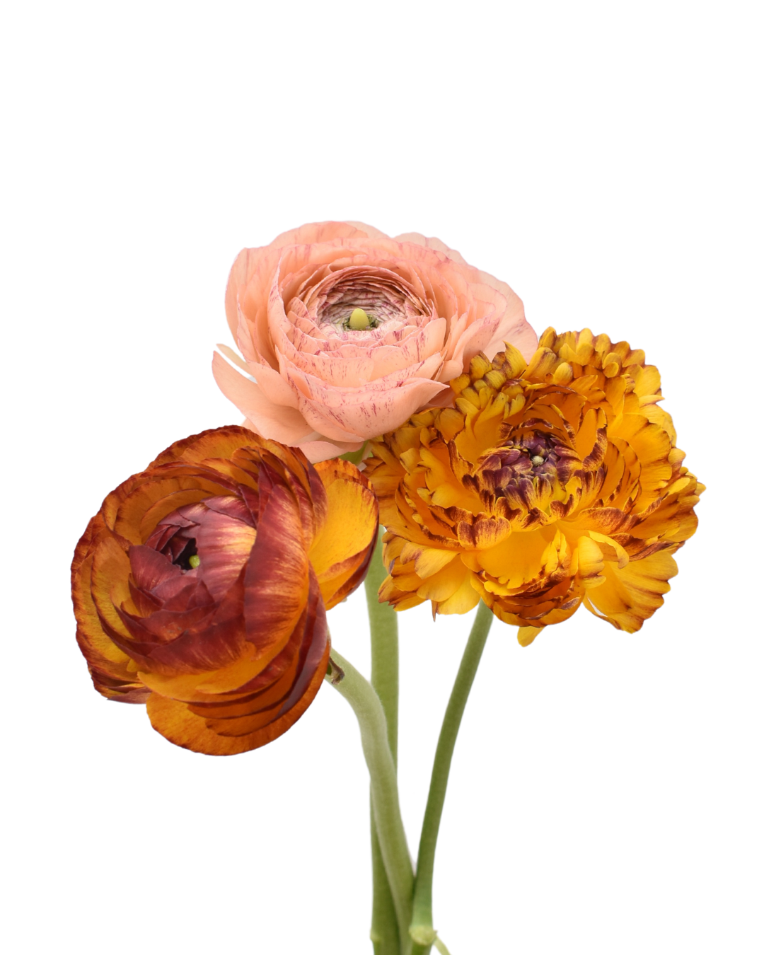 Carnival Mix Ranunculo Ranunculus — wholesale