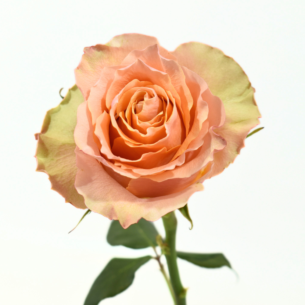 Carpediem — wholesale
