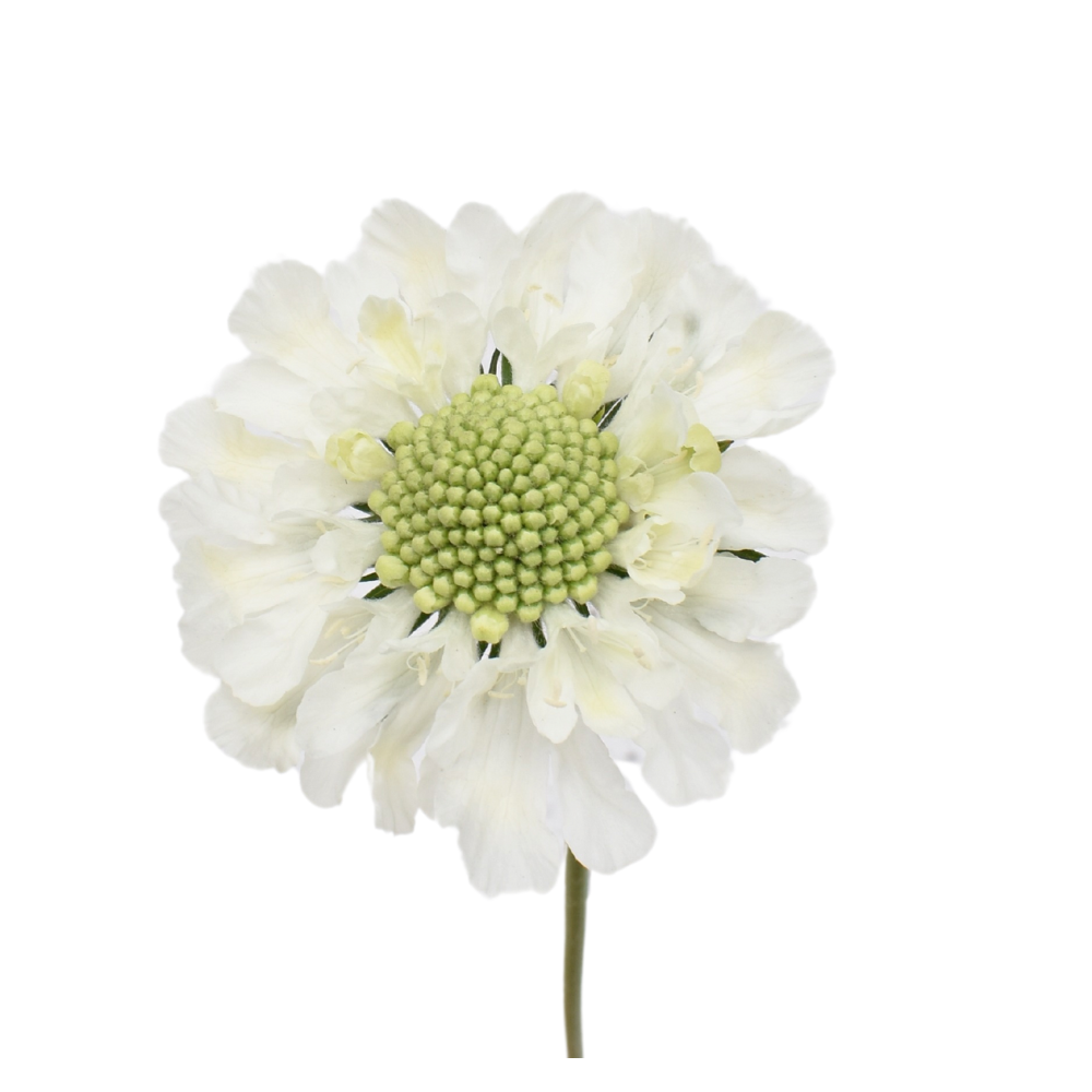Caucasian Escabiosa White — wholesale