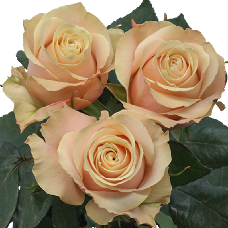 Champagner Rose