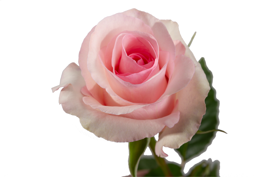 Christa Rose, wholesale light pink roses