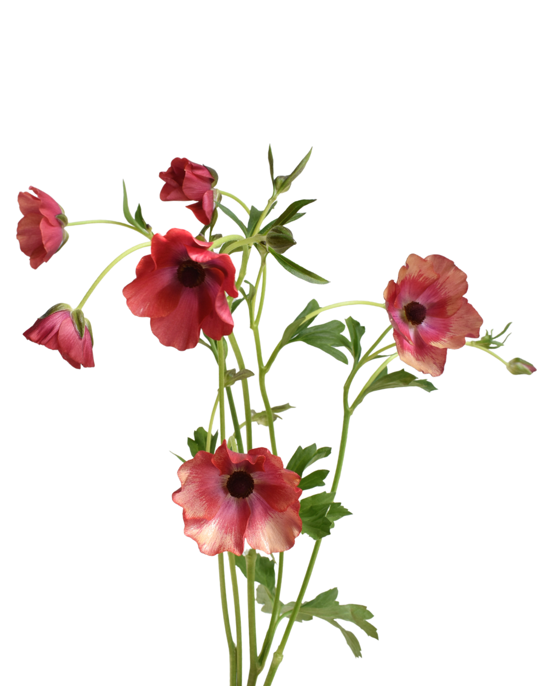 Mariposa Magical Cinnamon Ranunculus