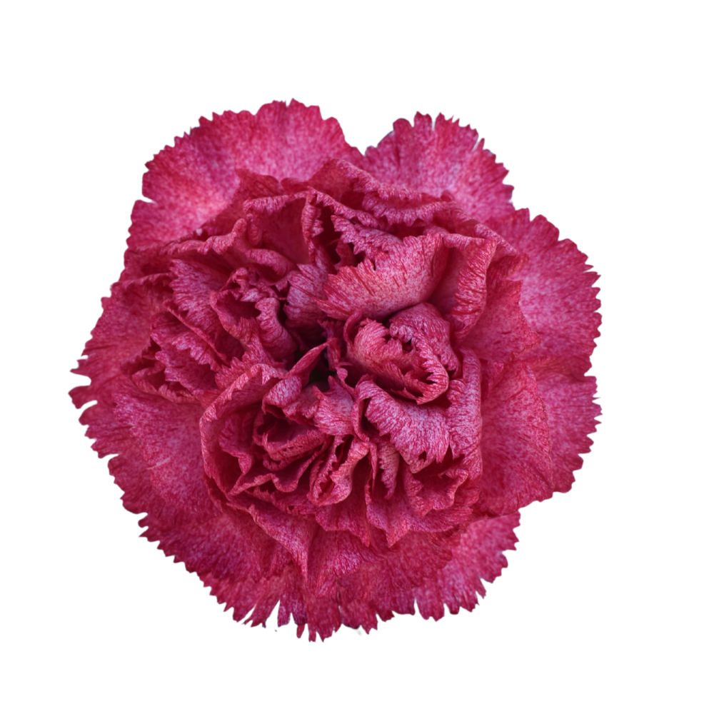 Clavel Burgundy Pixel Carnation — wholesale
