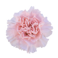 Clavel Charisma Carnation — wholesale