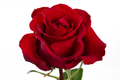 Coqueta Garden Rose, wholesale red garden roses