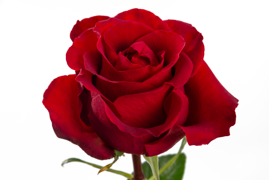 Coqueta Garden Rose, wholesale red garden roses