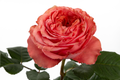 Coral Xpression Garden Rose, wholesale coral garden roses
