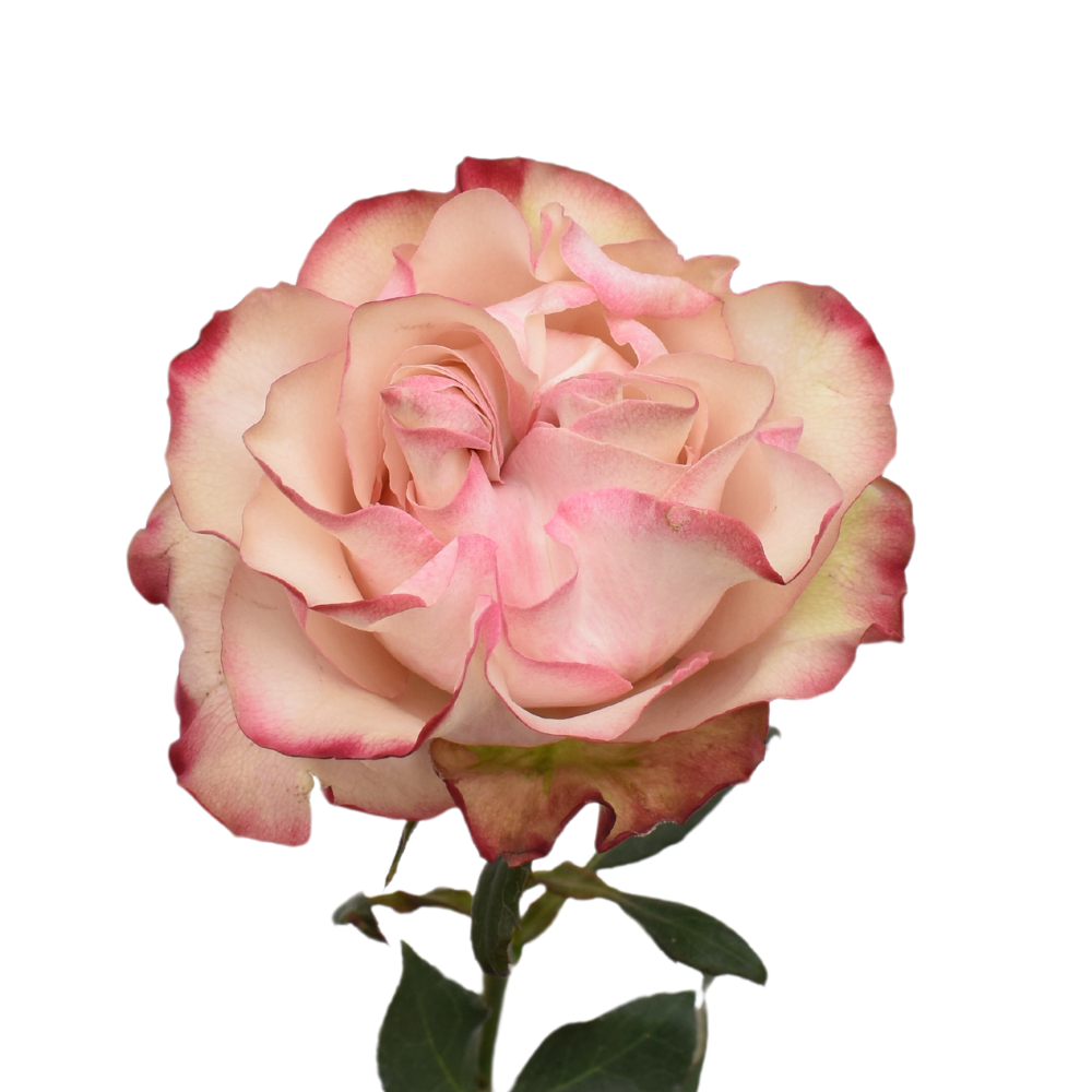 Country Candy — wholesale roses