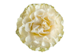 Country Soul Garden Rose, wholesale white garden roses