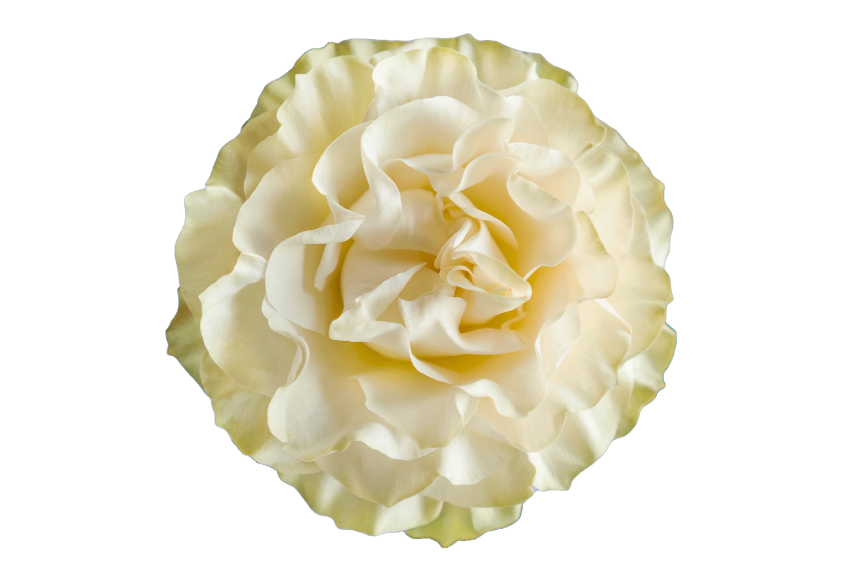 Country Soul Garden Rose, wholesale white garden roses
