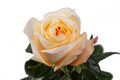 Cream Xpression Garden Rose, wholesale cream garden roses