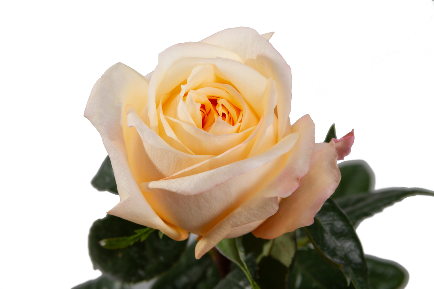 Cream Xpression Garden Rose, wholesale cream garden roses