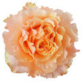 Campanella Peach Garden Rose, wholesale peach garden roses