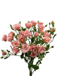 Candy Spray Rose — wholesale