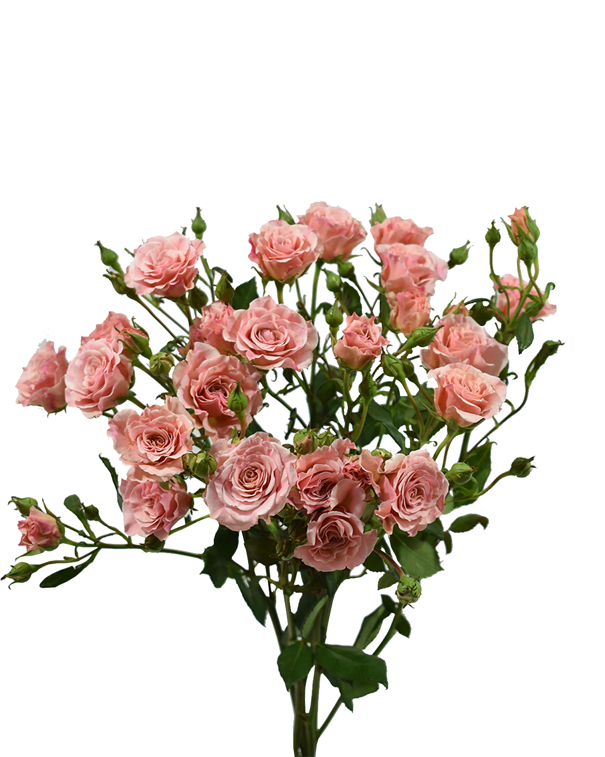 Candy Spray Rose — wholesale