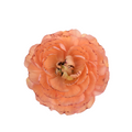 Carnival Orange Ranunculus — wholesale
