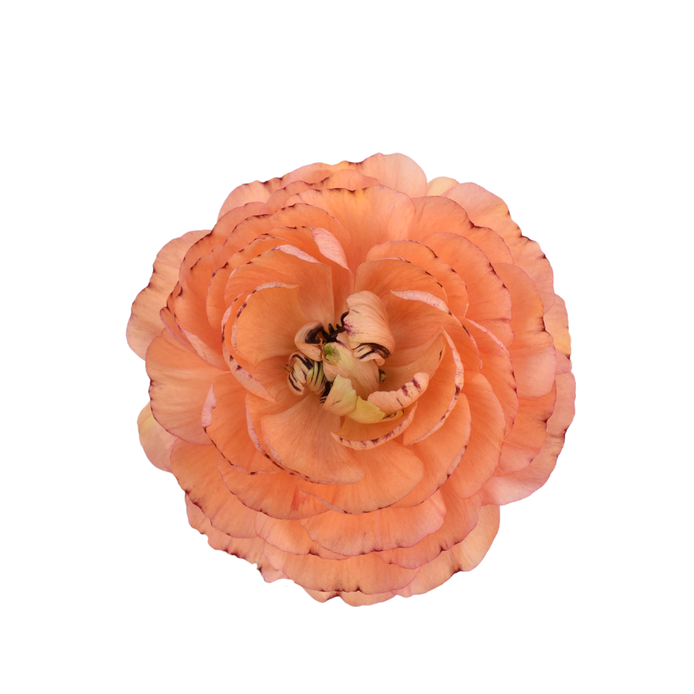 Carnival Orange Ranunculus — wholesale