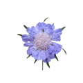 Caucasian Escabiosa Deep Blue — wholesale