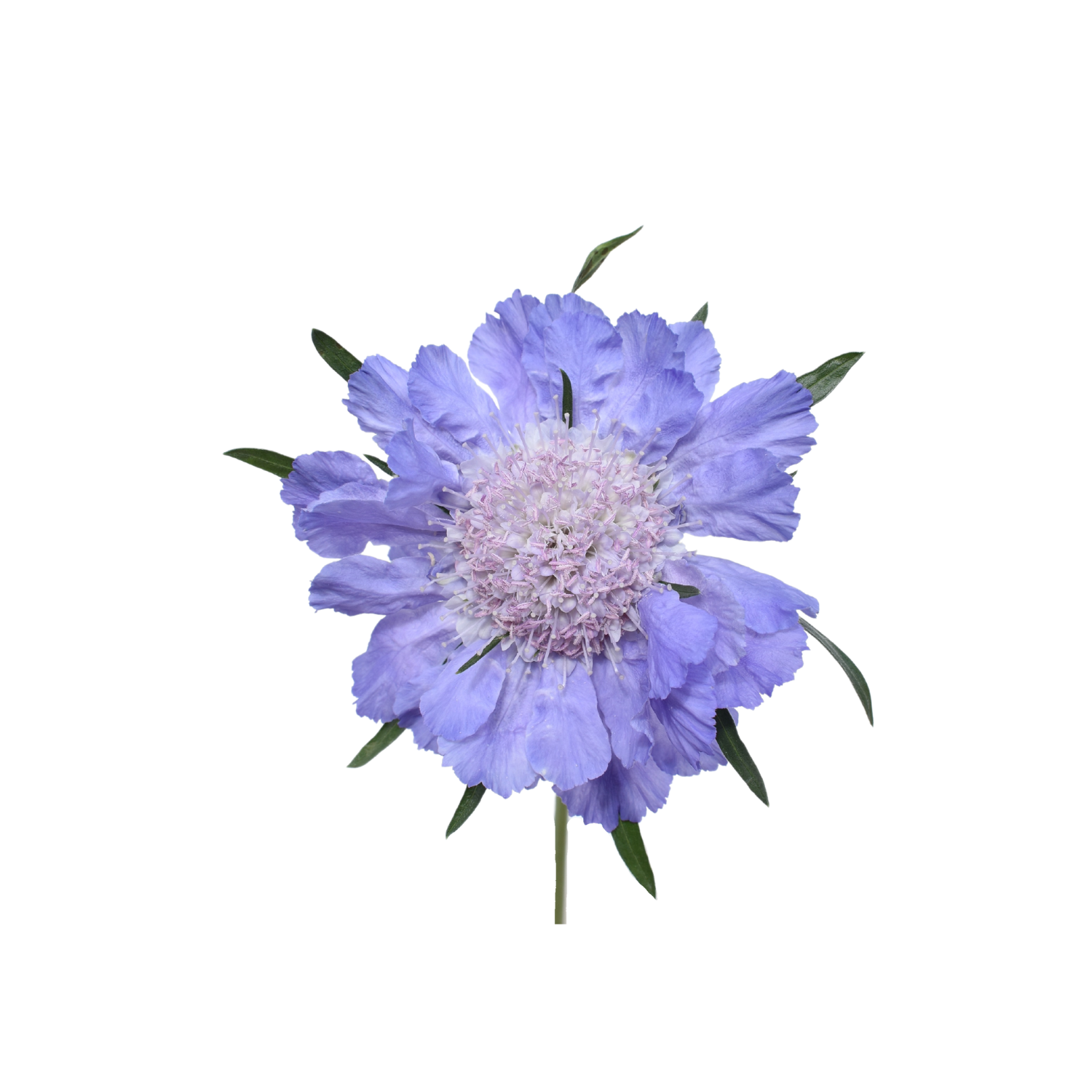 Caucasian Escabiosa Deep Blue — wholesale