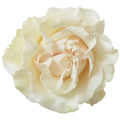 Cotton X-Pression Garden Rose, wholesale white garden roses