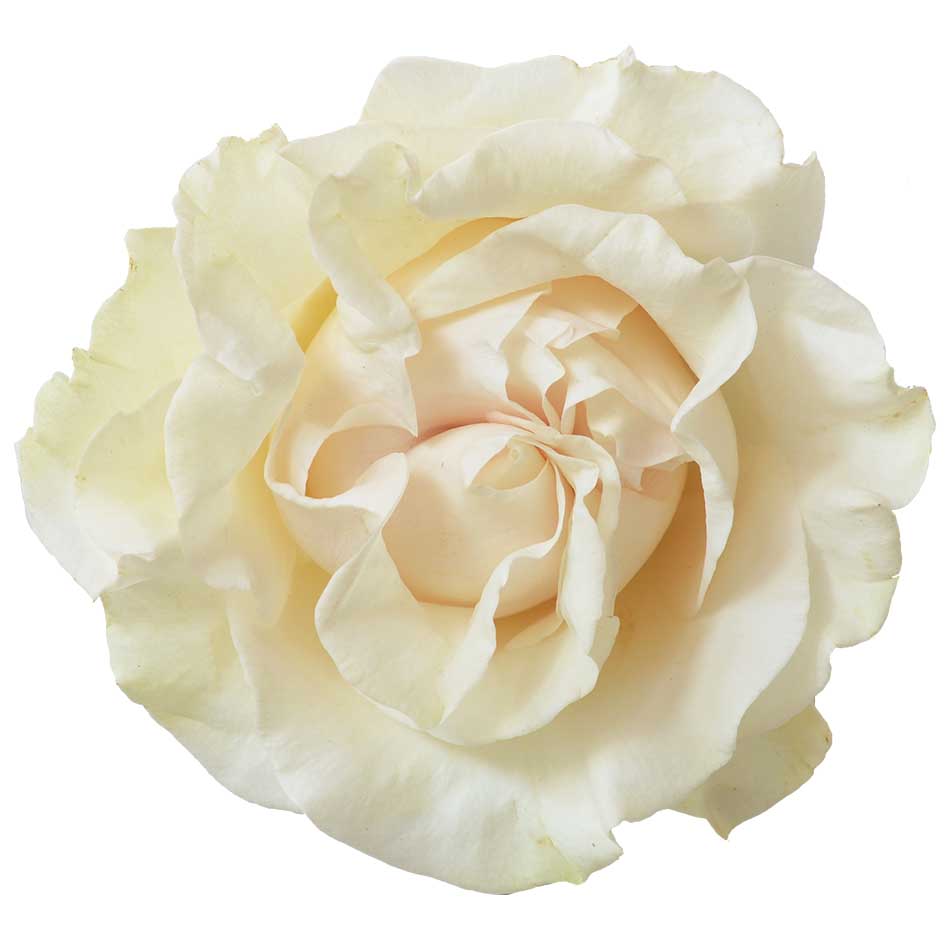 Cotton X-Pression Garden Rose, wholesale white garden roses