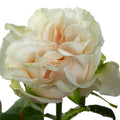 Cotton Xpression Garden Rose, wholesale white garden roses