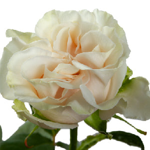 Cotton Xpression Garden Rose, wholesale white garden roses