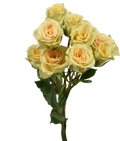Creta Spray Rose — wholesale