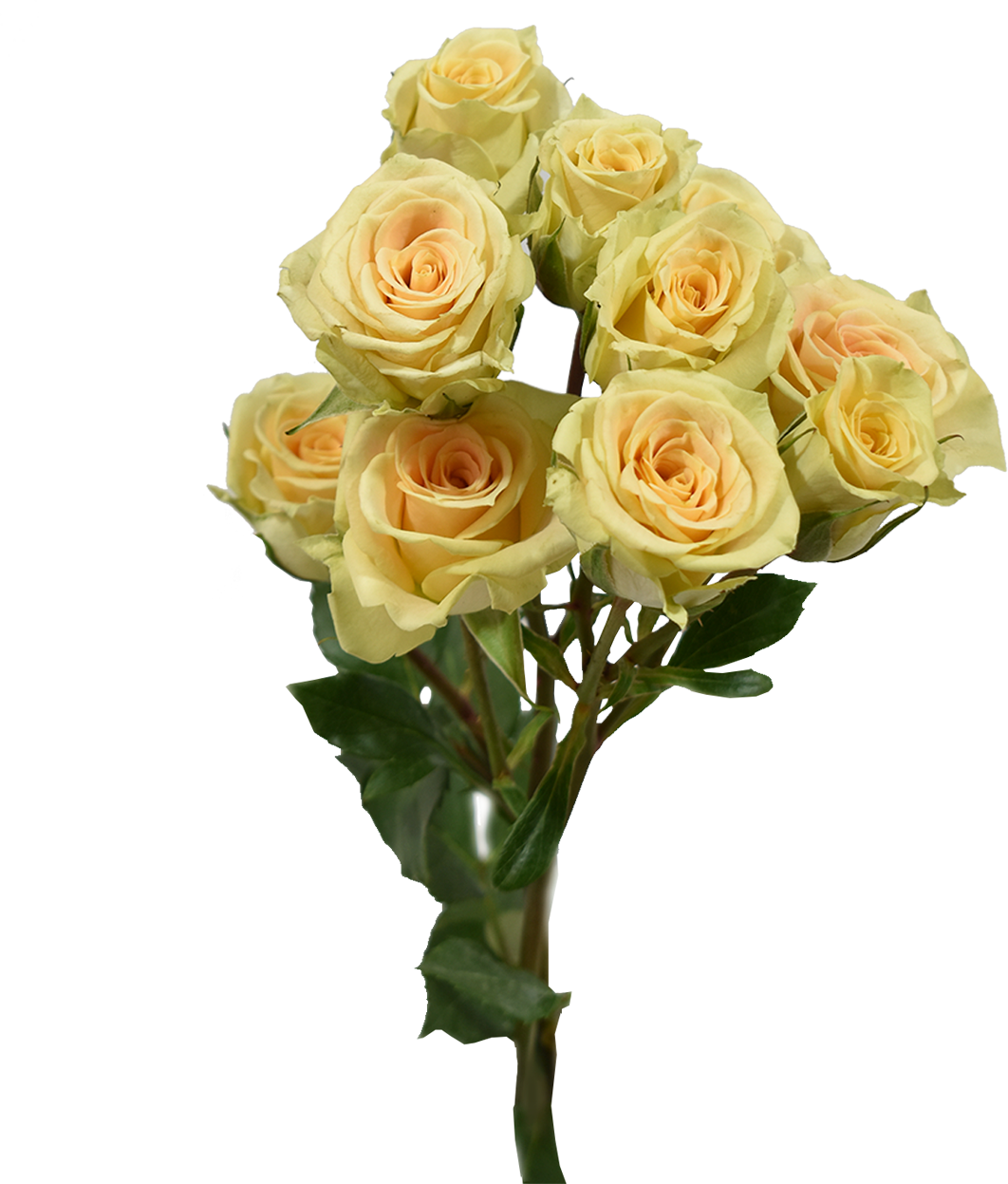 Creta Spray Rose — wholesale