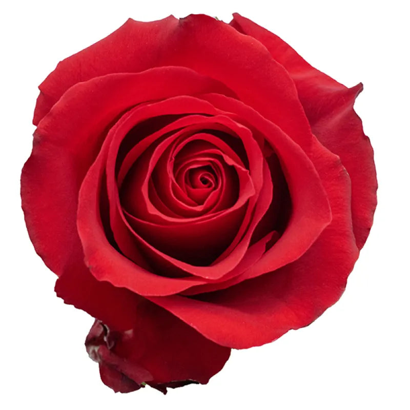 Bombshell Rose