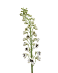Delphinium Black And White — wholesale