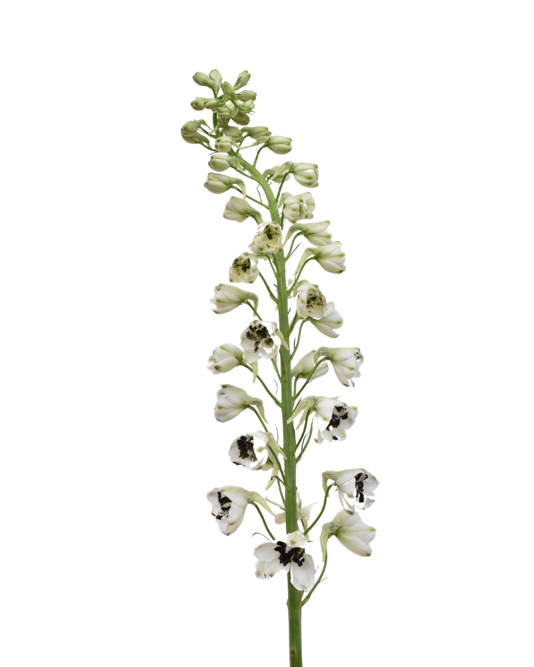 Delphinium Black And White — wholesale