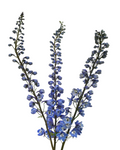 Delphinium Blue Bird — wholesale