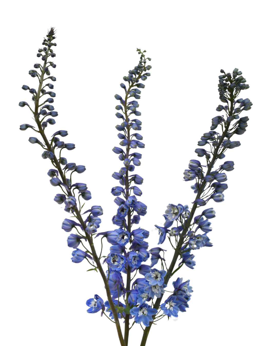 Delphinium Blue Bird — wholesale