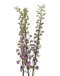 Delphinium Lavender — wholesale