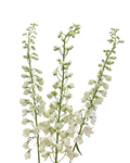 Delphinium Sky Waltz — wholesale