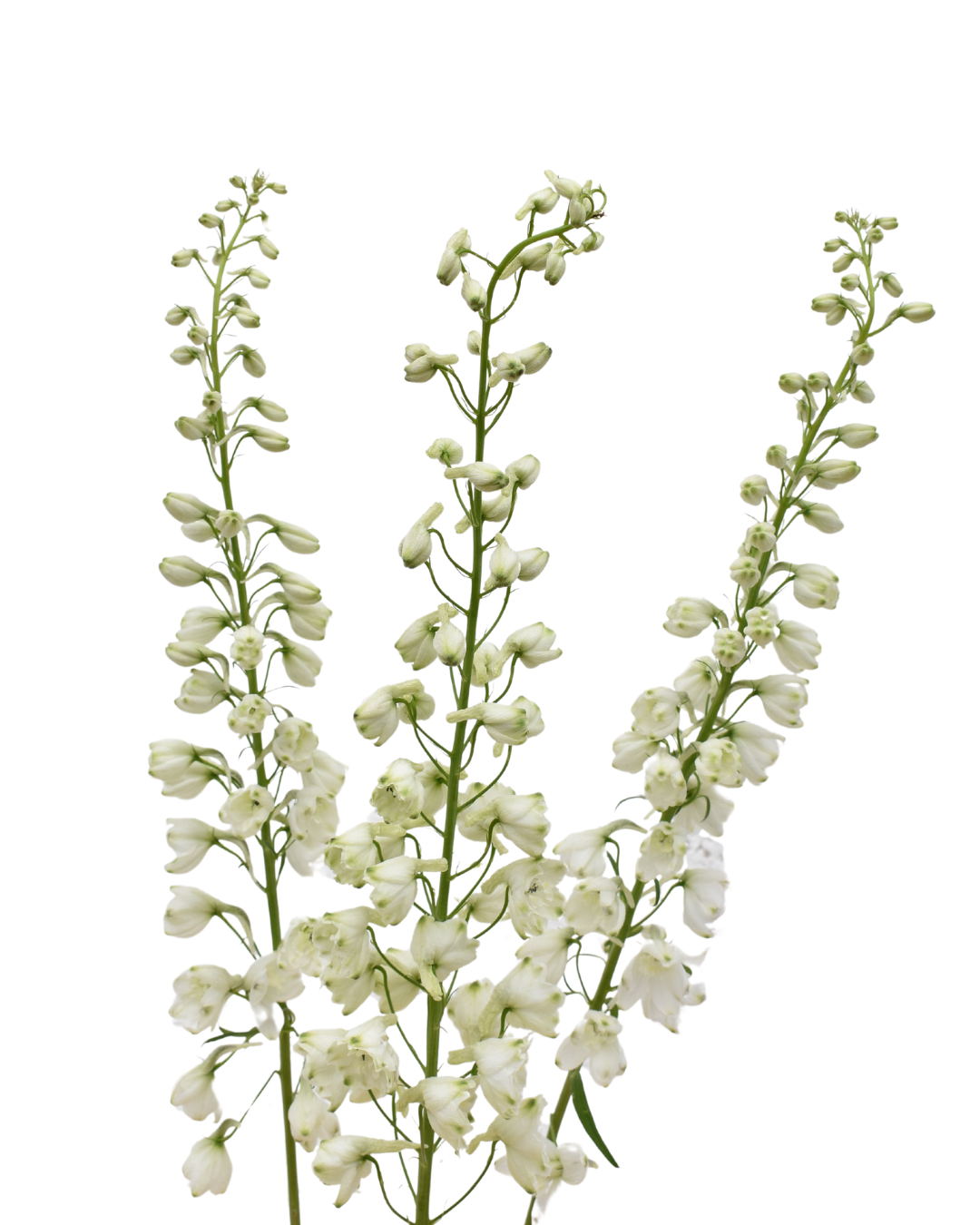 Delphinium Sky Waltz — wholesale