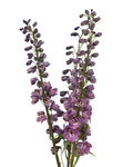 Y Delphinium Soft Purple — wholesale roses