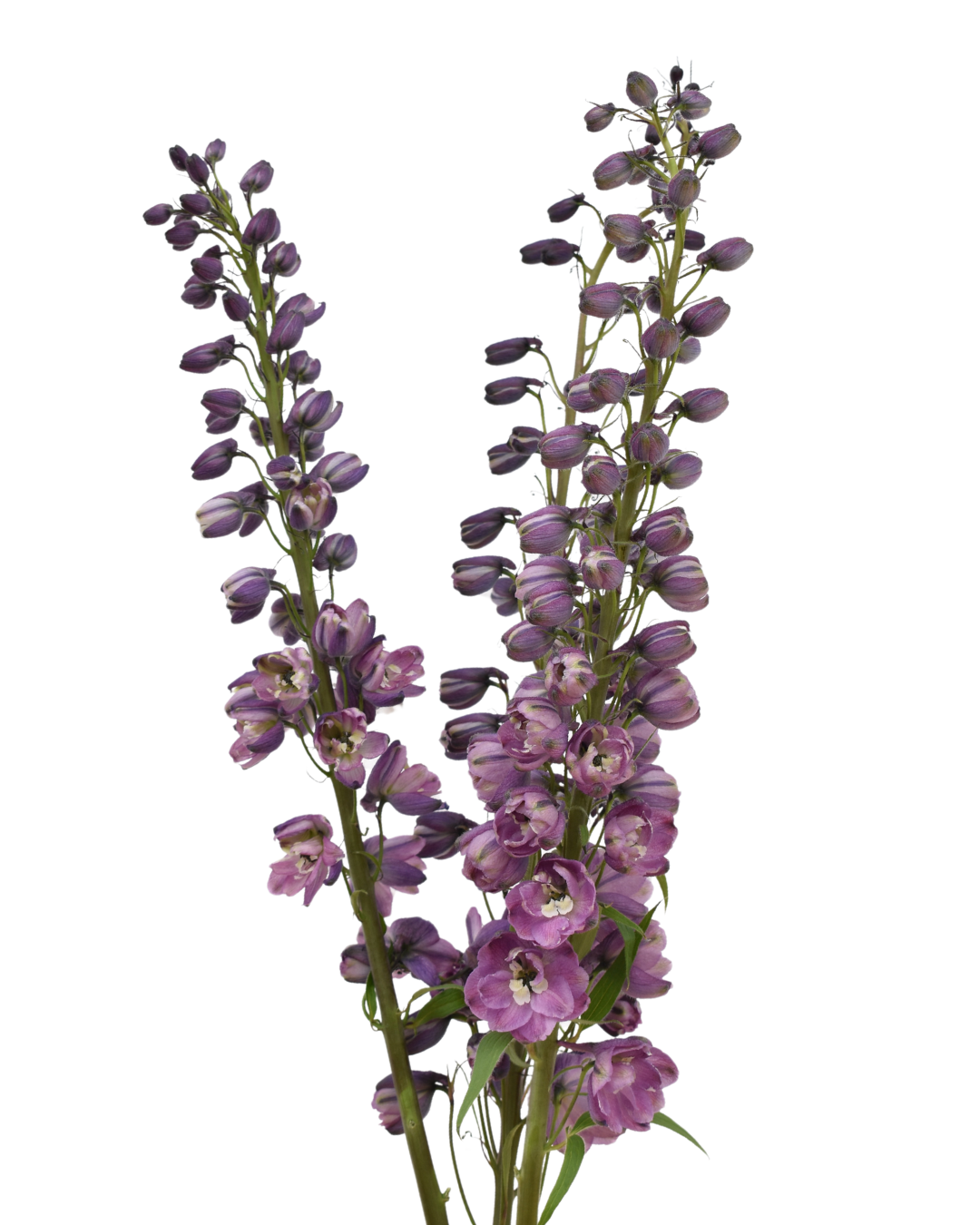 Y Delphinium Soft Purple — wholesale roses