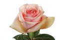 Desert Rose, wholesale peach roses