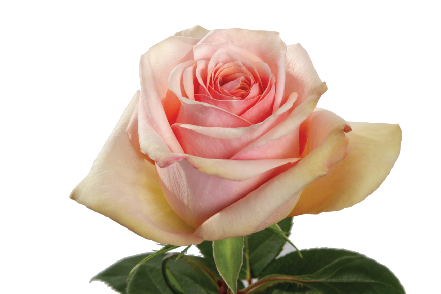 Desert Rose, wholesale peach roses