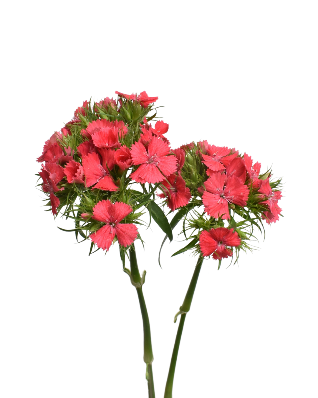 Dianthus Sweet Coral — wholesale