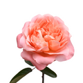 Dragon Fly — wholesale roses