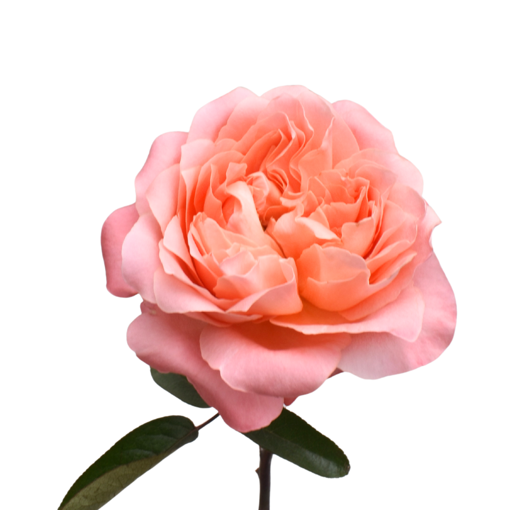 Dragon Fly — wholesale roses