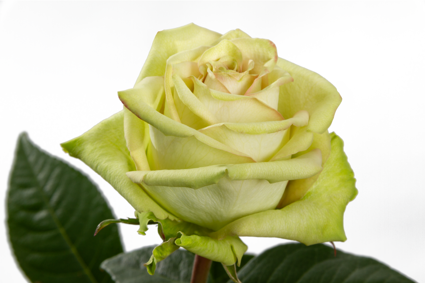 Dragon Rising Rose, wholesale green roses