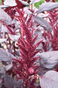 Amaranth Burgundy — wholesale