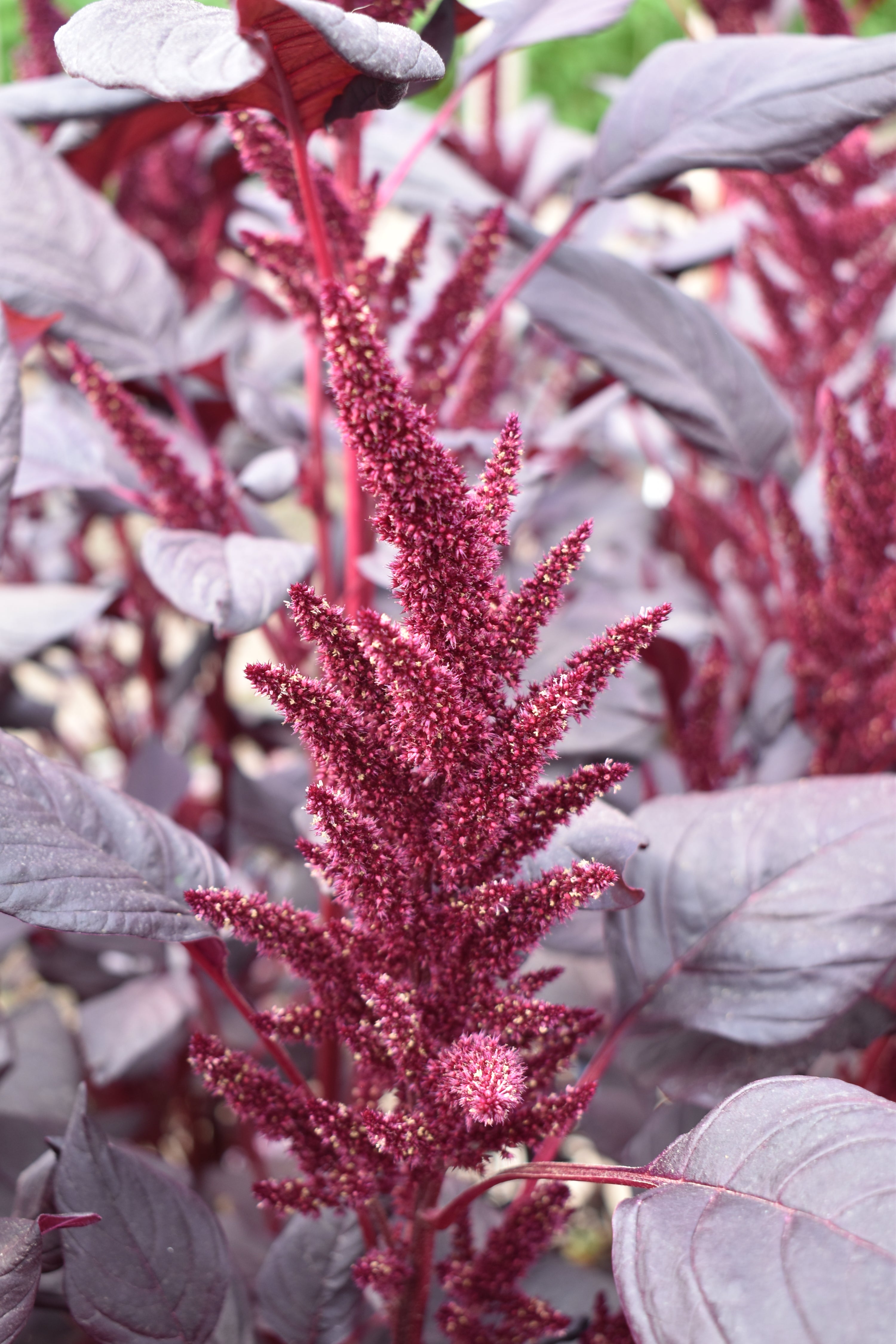 Amaranth Burgundy — wholesale