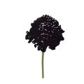 Dark Purple — wholesale